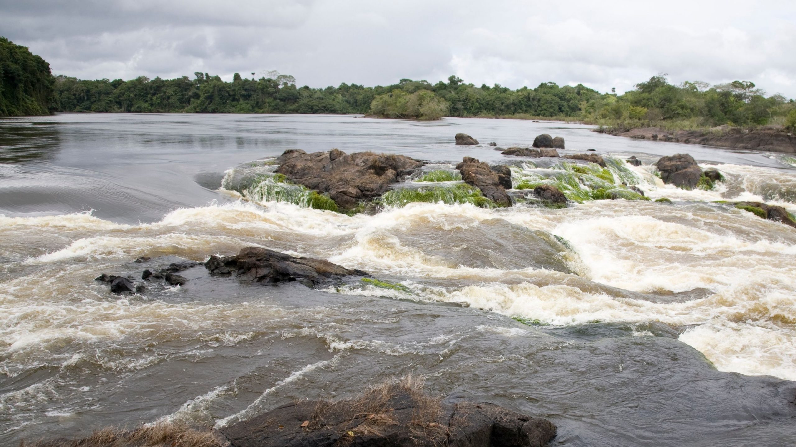 Suriname rainforest aerial view