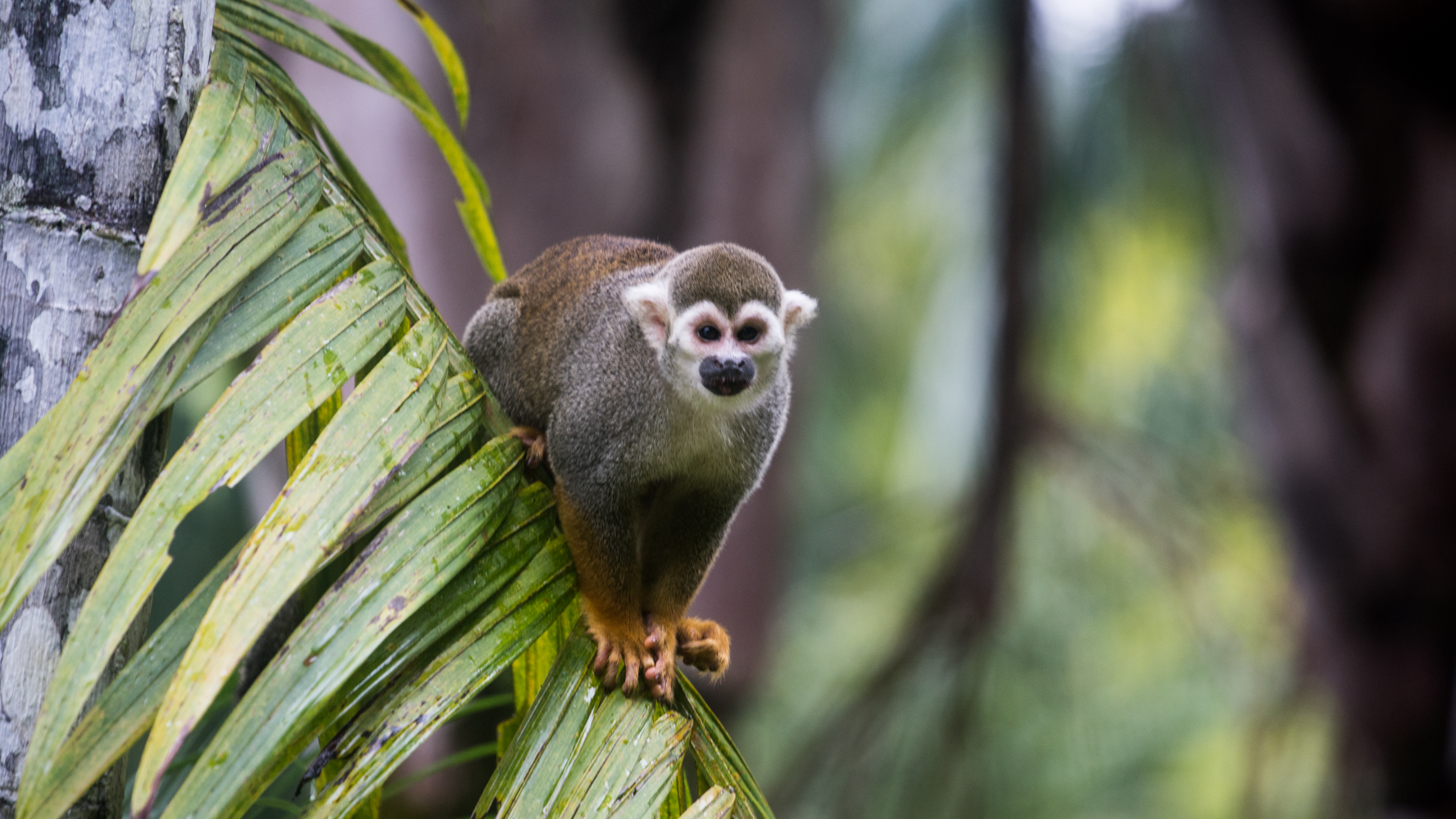 Squirrel monkey in the rainforest canopy at Anaula